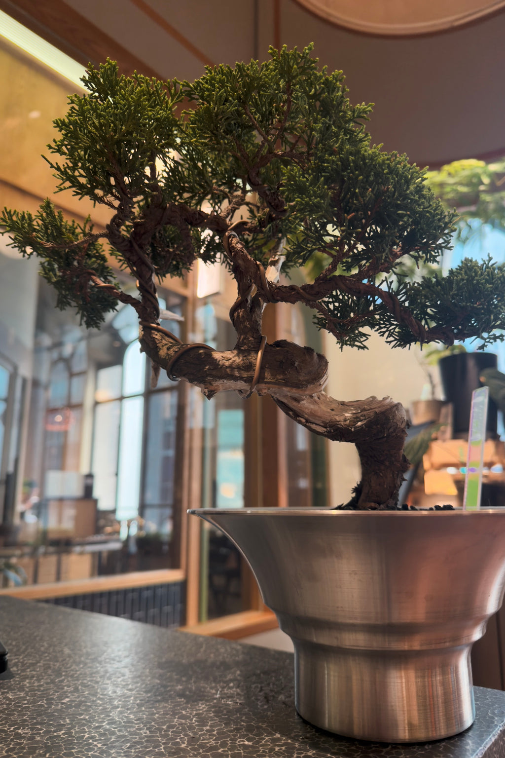 Jeju Shimpaku Juniper