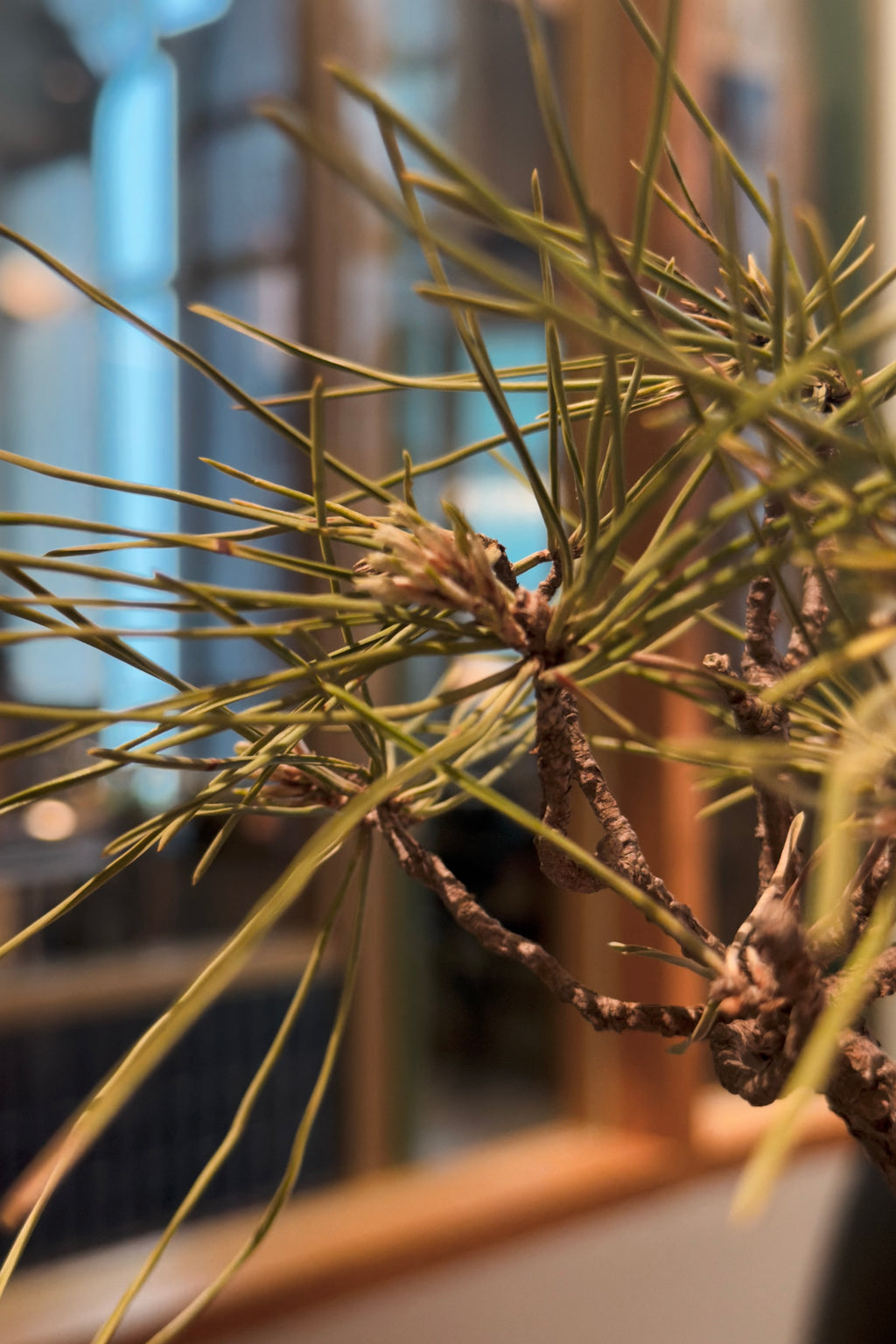 Mikawa Black Pine