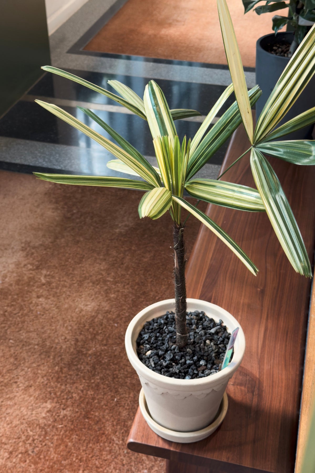 Rhapis excelsa 'Variegata'