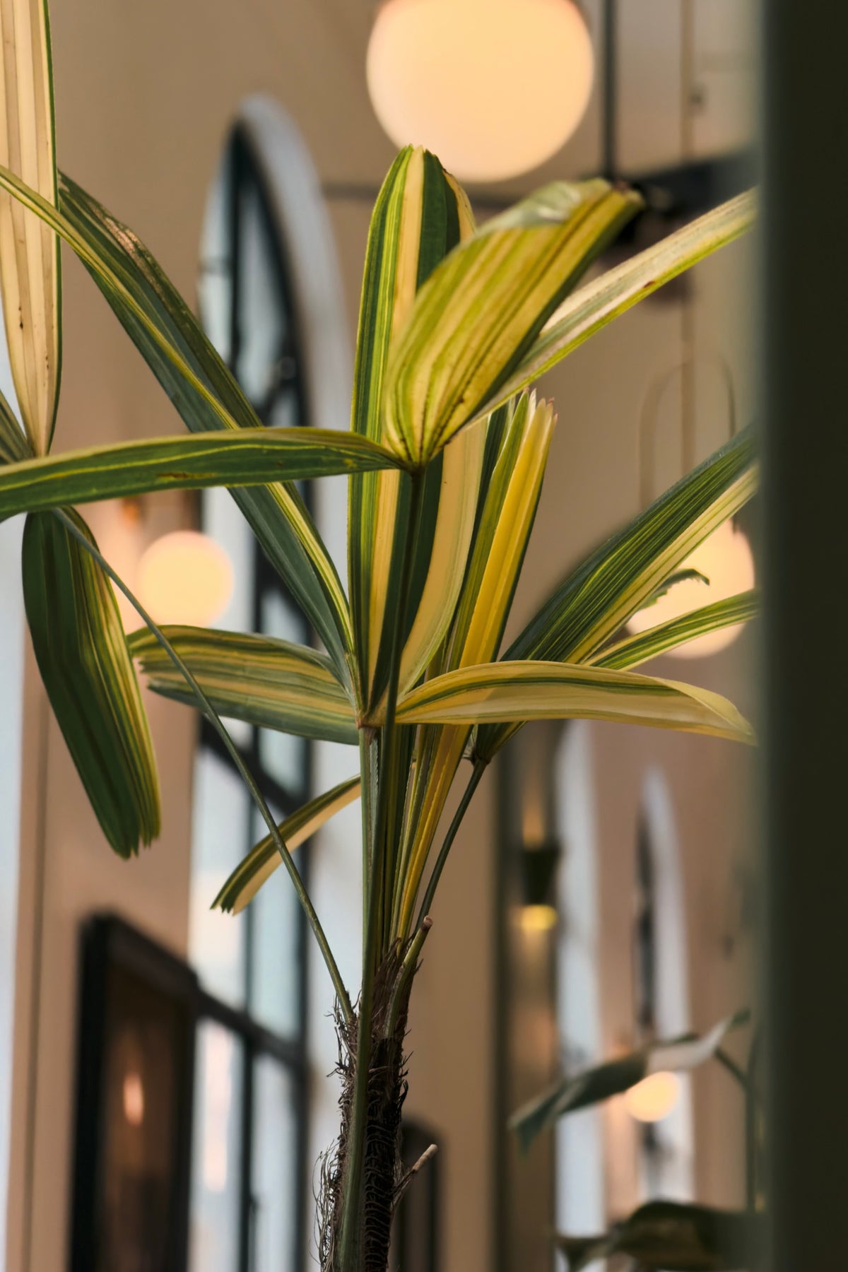 Rhapis excelsa 'Variegata'