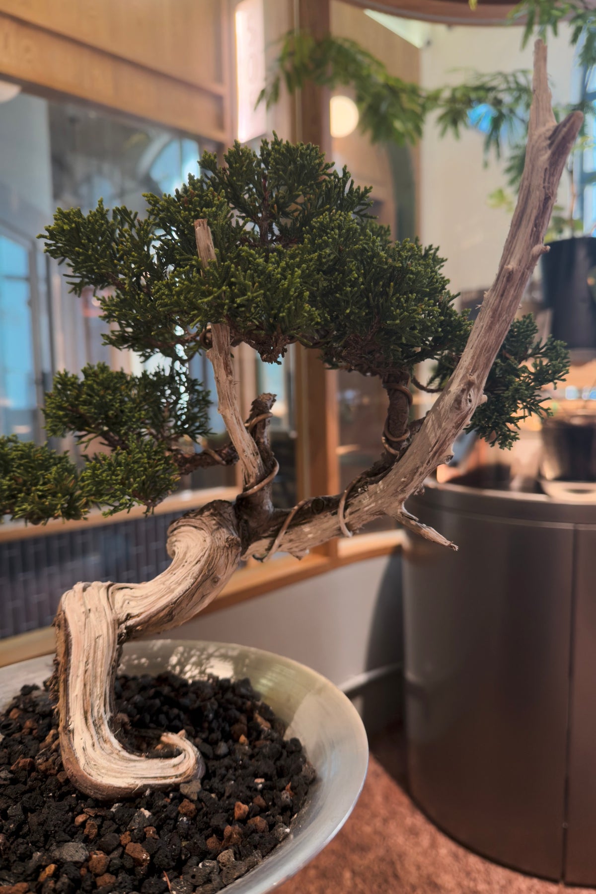 Jeju Shimpaku Juniper