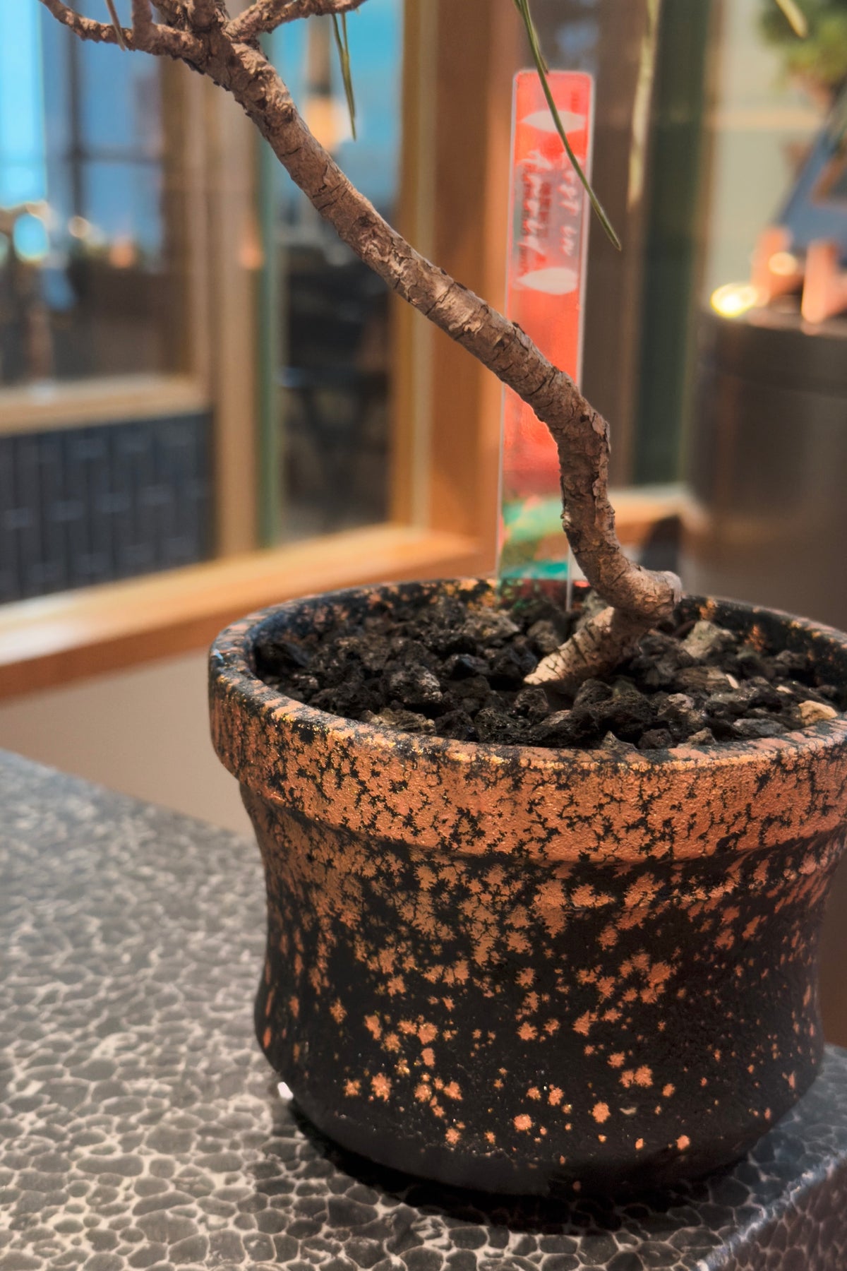 Mikawa Black Pine