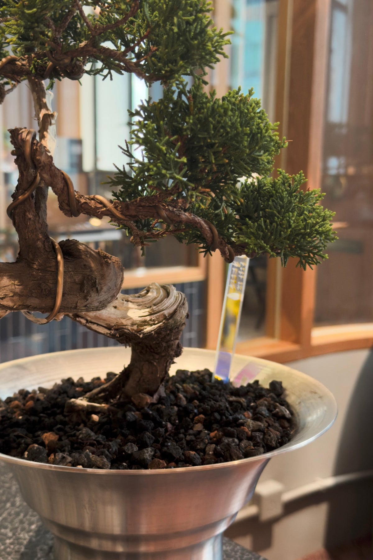 Jeju Shimpaku Juniper