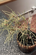Mikawa Black Pine