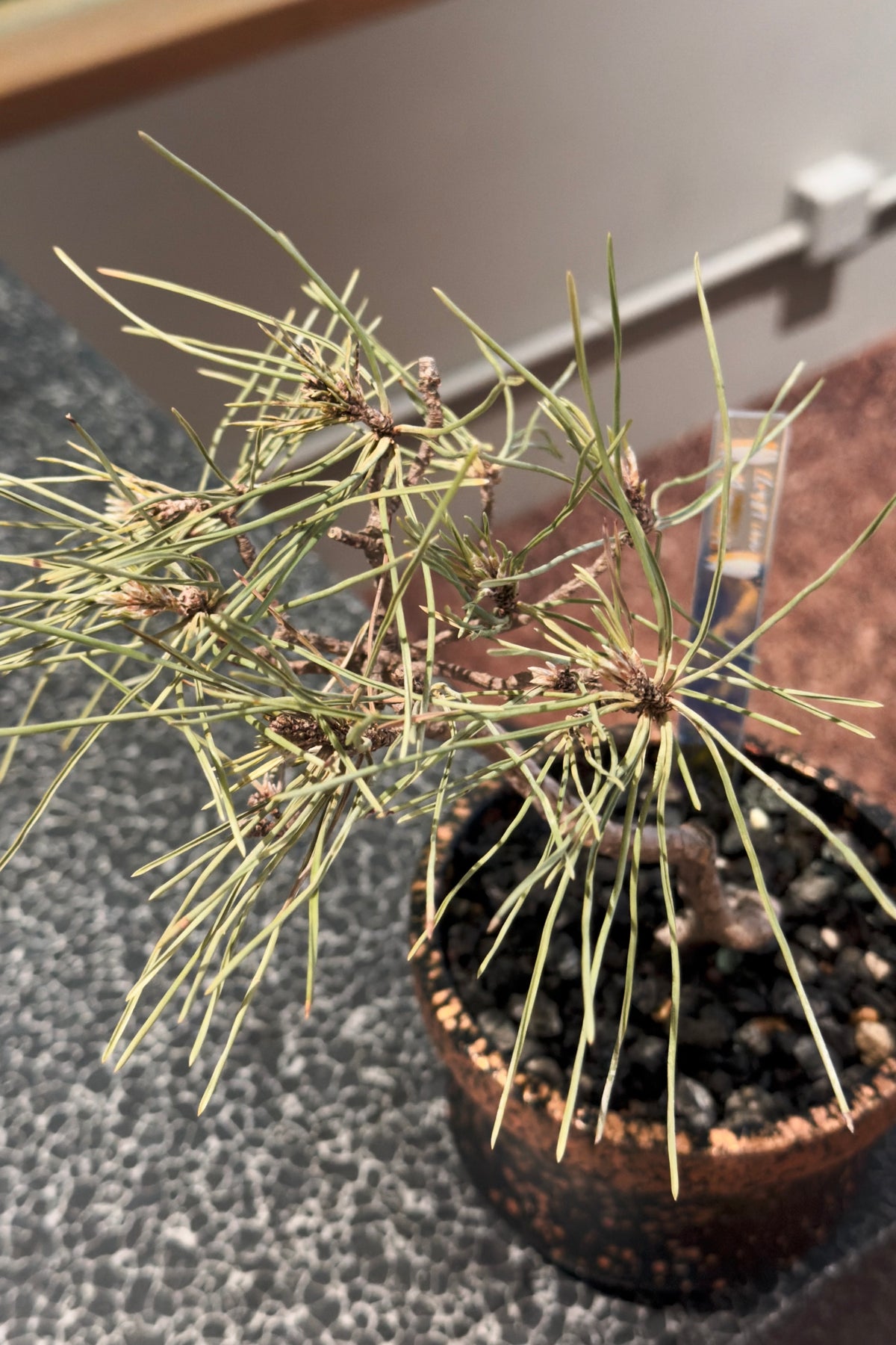 Mikawa Black Pine
