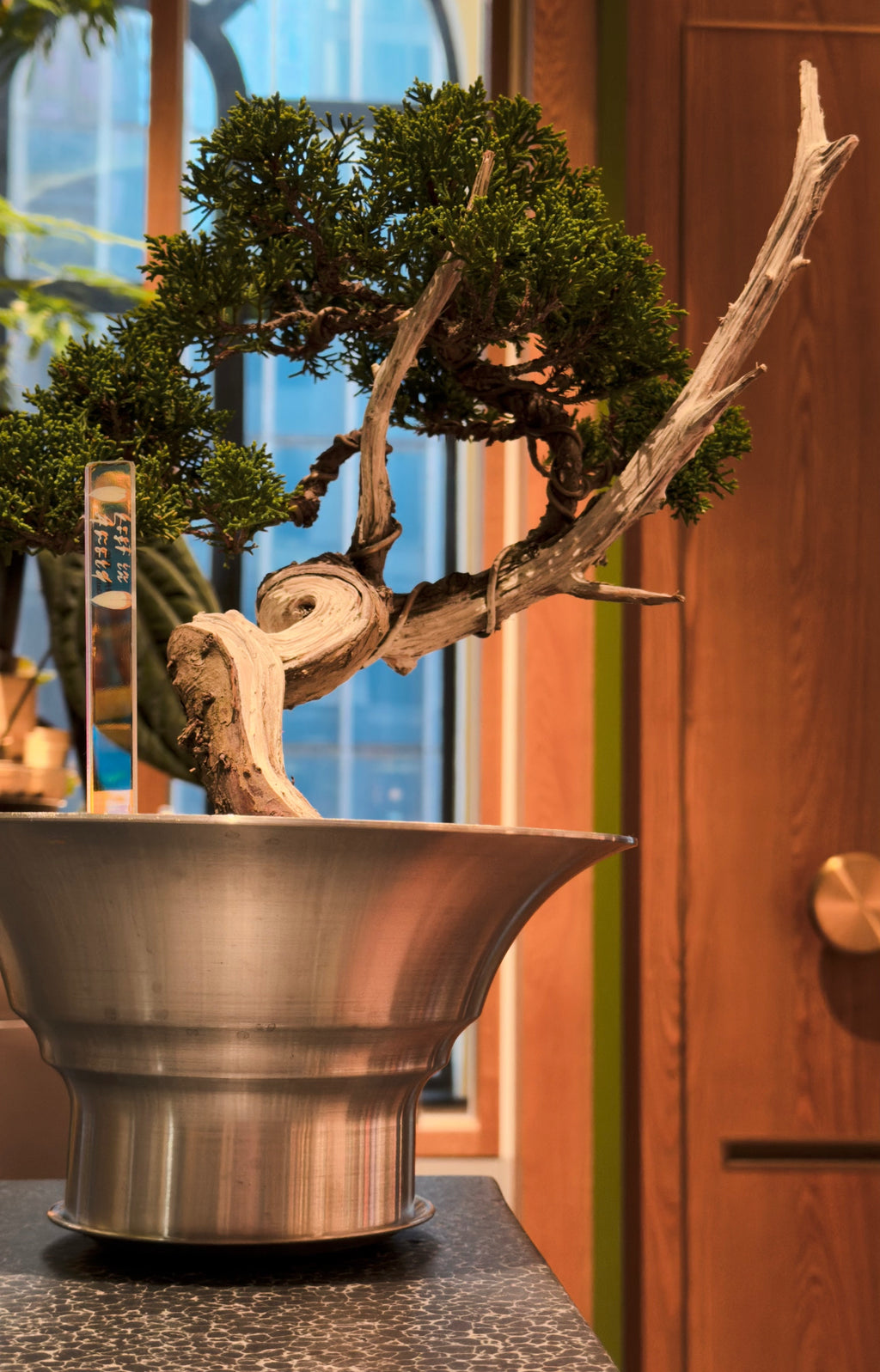 Jeju Shimpaku Juniper