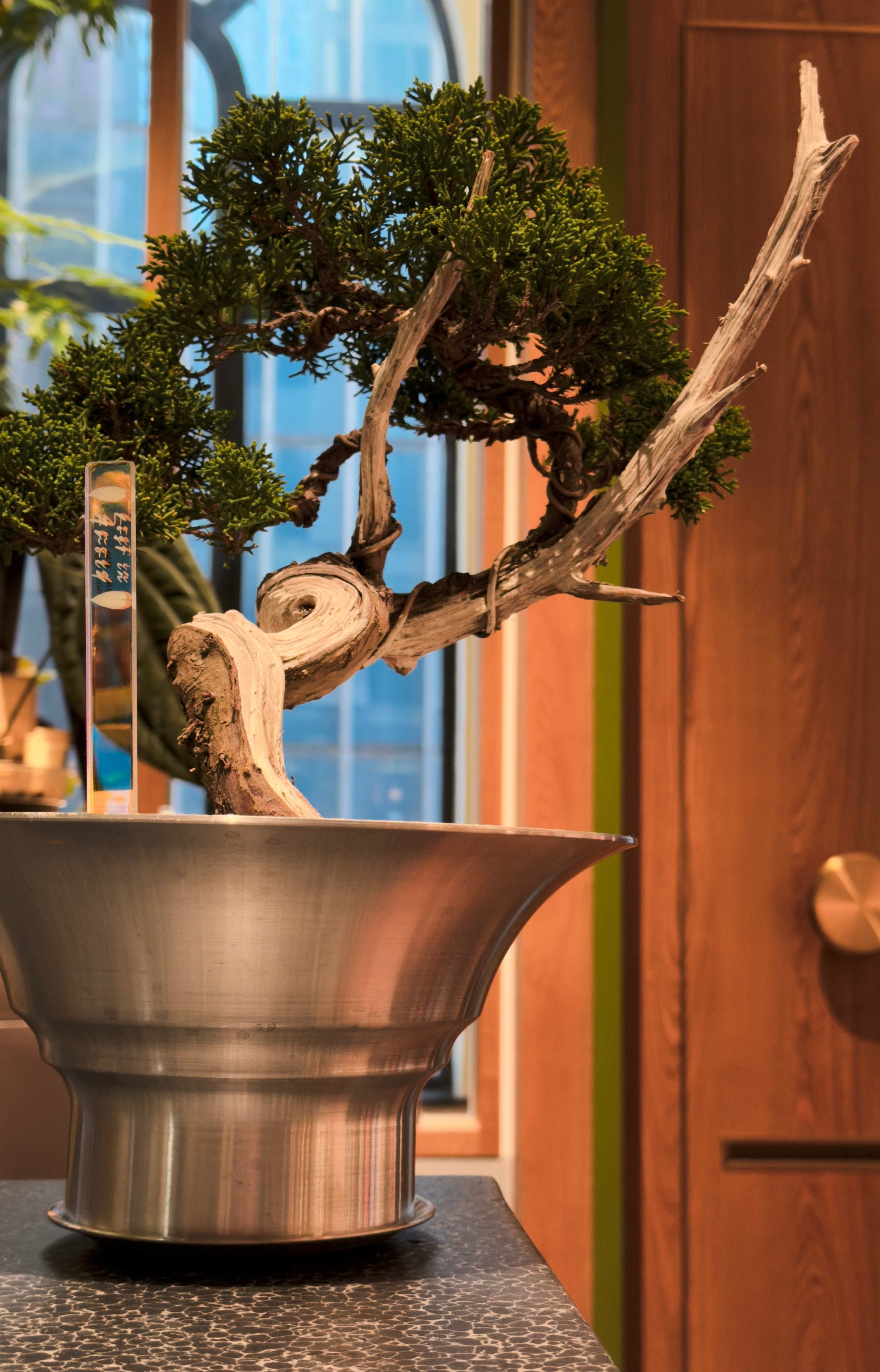 Jeju Shimpaku Juniper