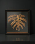 Romeo's Wall - monstera deliciosa brazilian