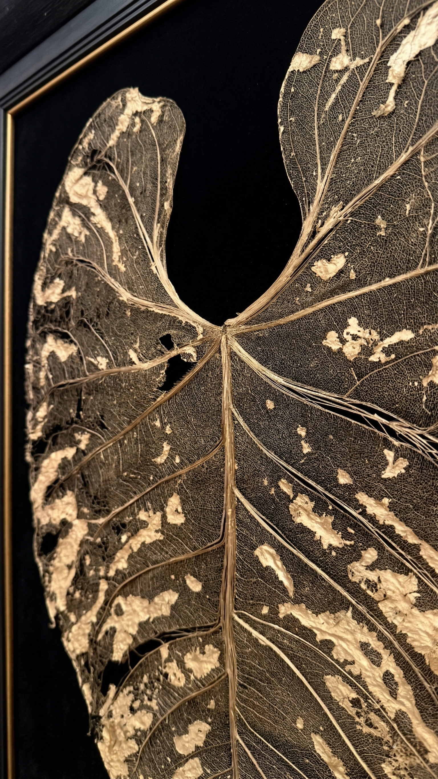 Gatsby’s Gold - anthurium Regale