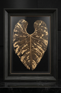 Gatsby’s Gold - anthurium Regale