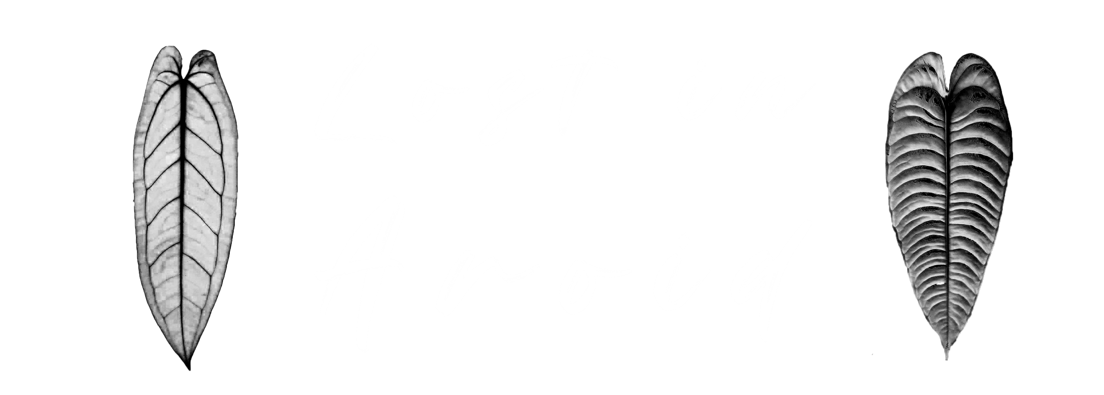 Lost in aroid