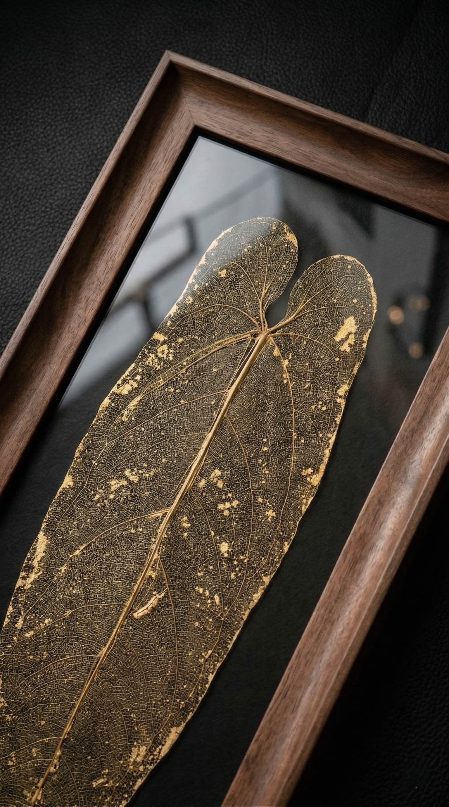 Titania - anthurium warocqueanum