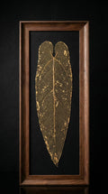 Titania - anthurium warocqueanum