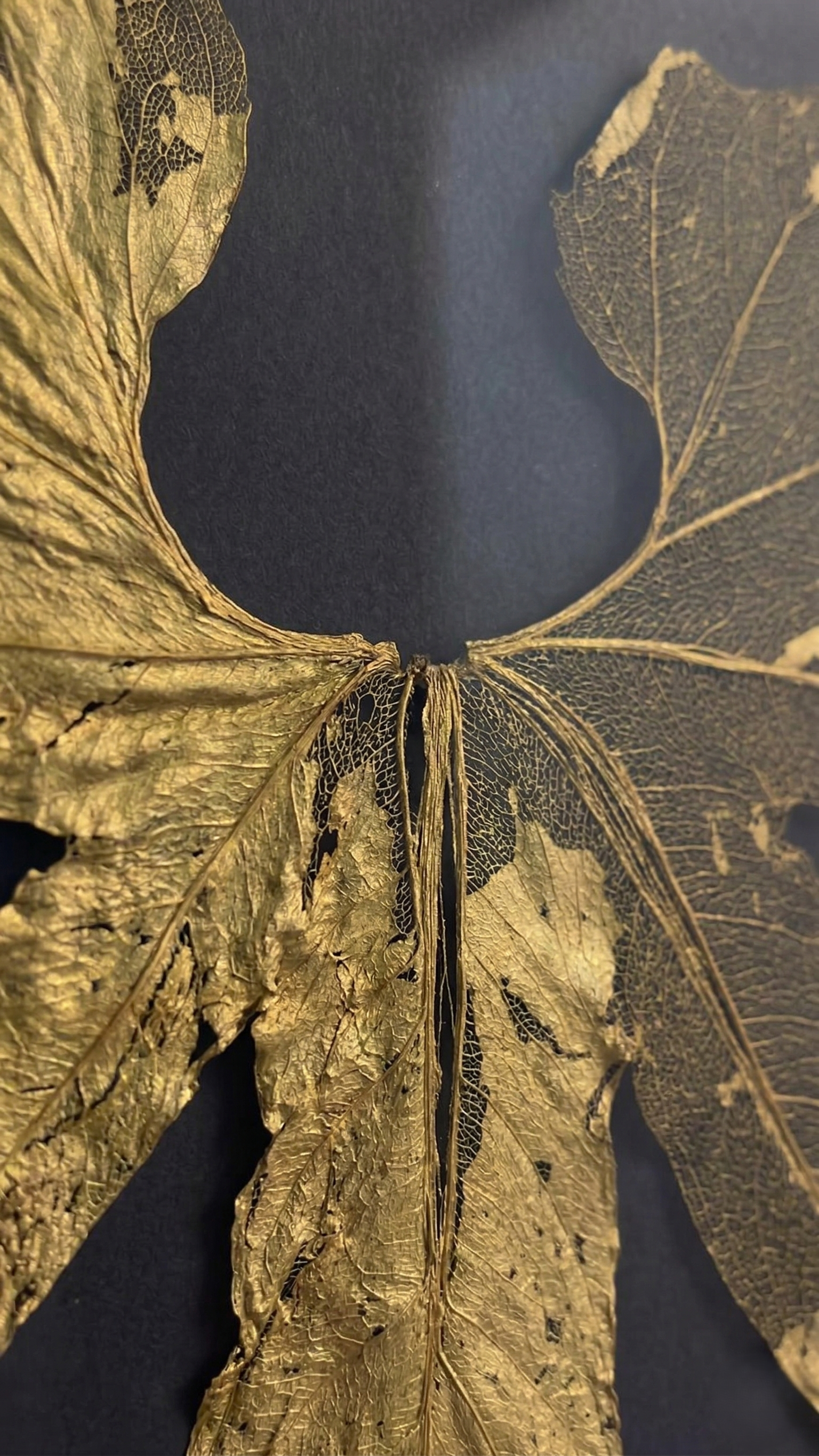 Winged victory - anthurium pedatum